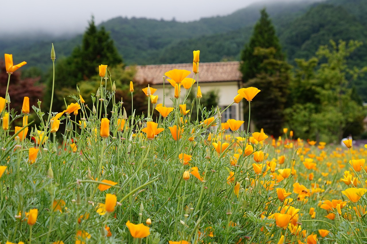 侧推类人猿爆珠：游戏充值代理平台有哪些