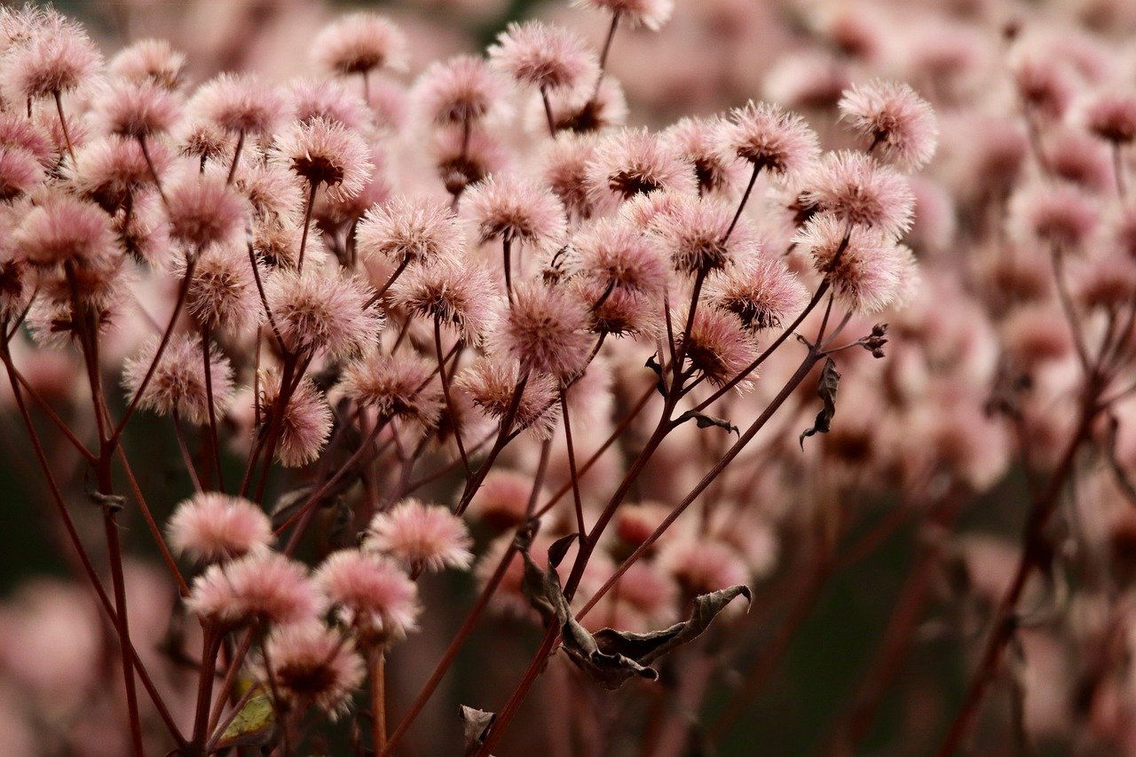 豪利时草莓爆珠：趣投app详情下载教程